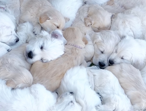 English Cream Golden Retriever puppies are now available!